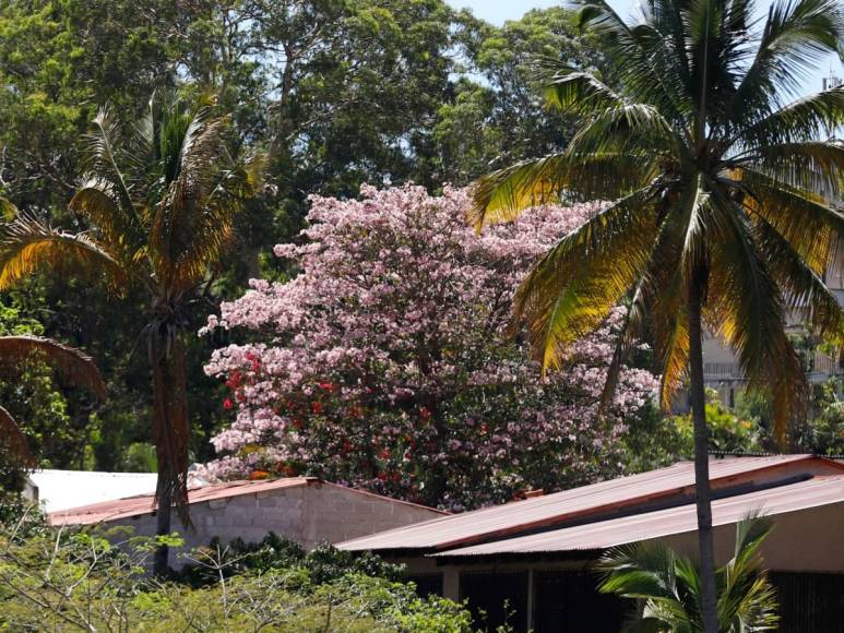 Macuelizo, napoleón y jacaranda florecen a plena luz del sol en la capital de Honduras