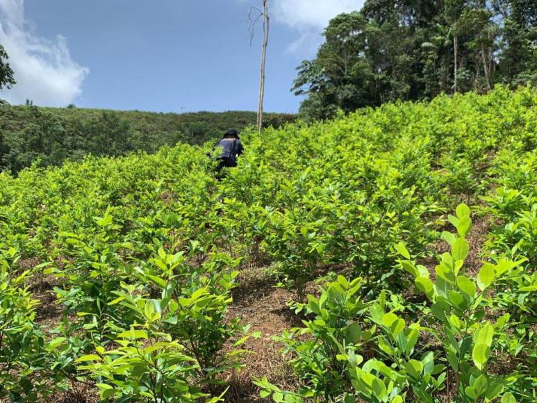 Así era la plantación de droga hallada en el Parque Nacional Patuca, considerada la más grande de Centroamérica