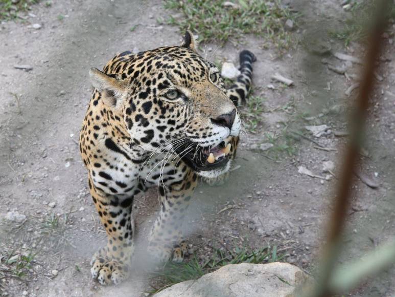 Estos son los felinos y aves que están en recuperación para ser liberados