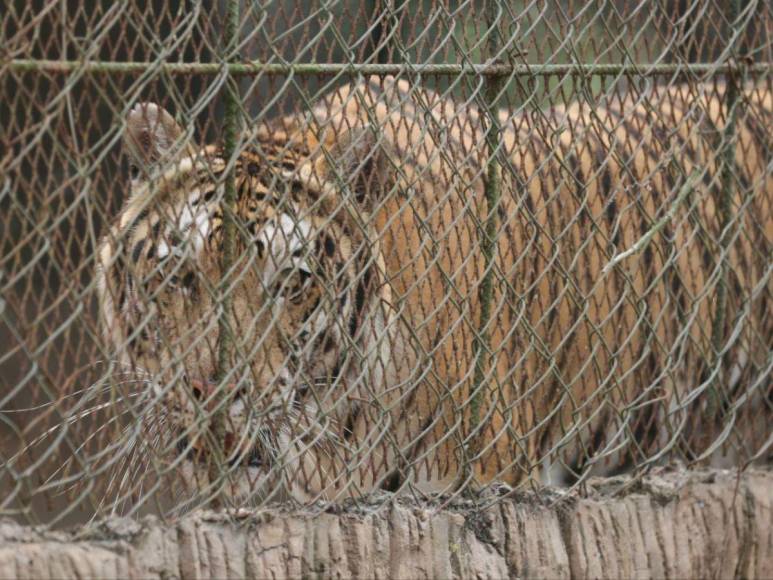 Así son los tigres y leones que serían sacrificados por falta de alimentos en Joya Grande