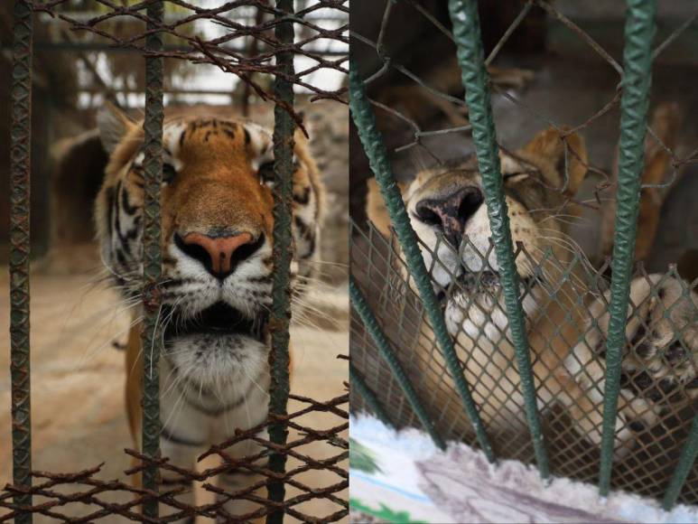 Así son los tigres y leones que serían sacrificados por falta de alimentos en Joya Grande