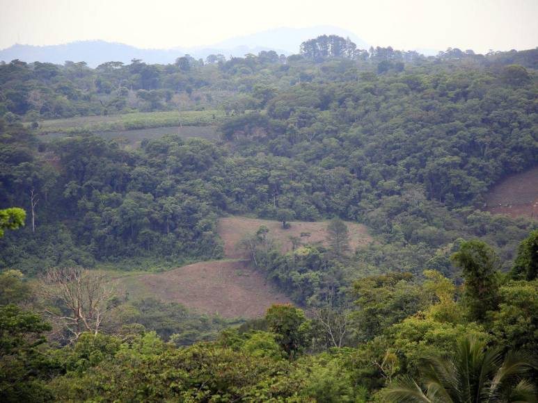 Las imágenes que muestran la deforestación e invasiones que amenazan al Lago de Yojoa