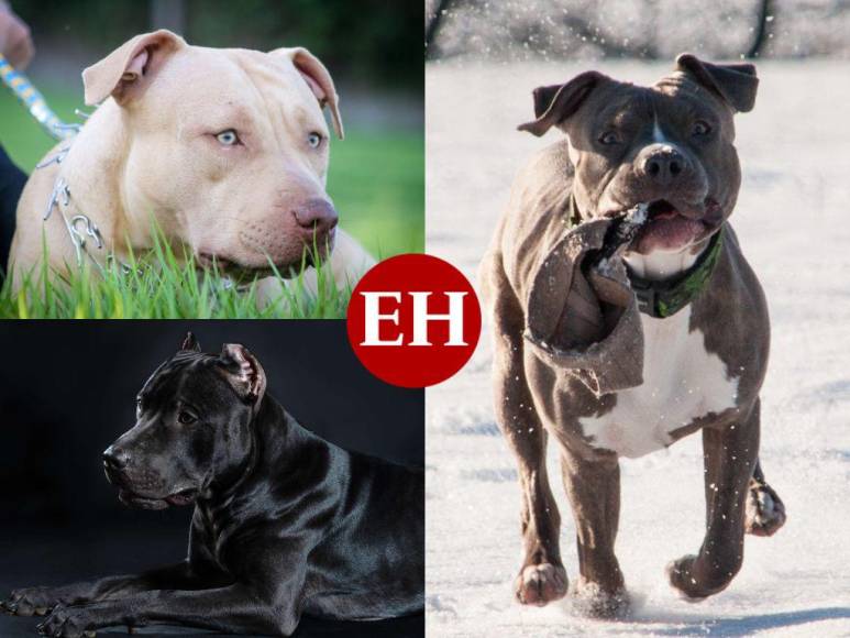 Los 15 datos que debes conocer sobre los pitbulls