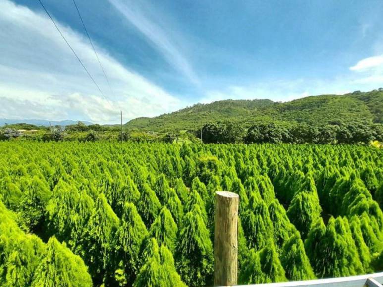 Laberinto de Cipreses, el nuevo atractivo turístico que es sensación en Comayagua