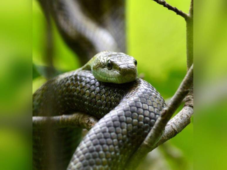 Mamba negra ingresó al aula, mordió a una alumna y la mató: trágico adiós a Melody