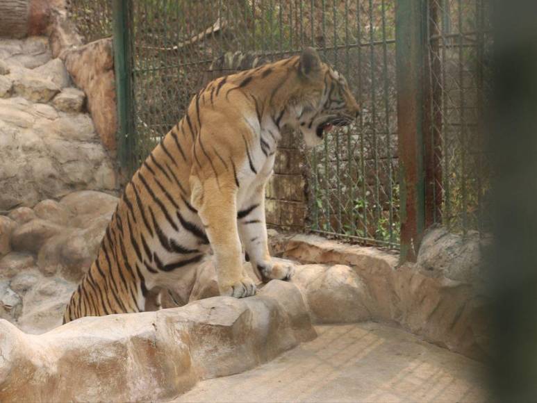 Así son los tigres y leones que serían sacrificados por falta de alimentos en Joya Grande