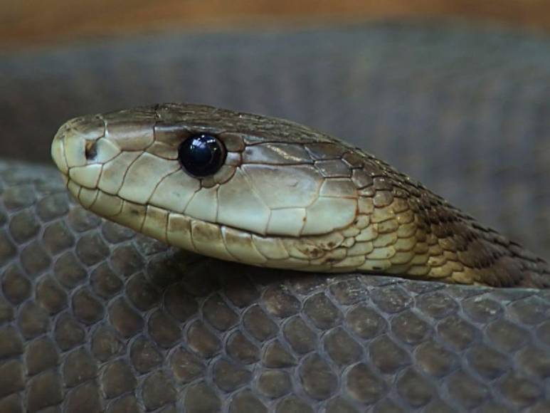 Mamba negra ingresó al aula, mordió a una alumna y la mató: trágico adiós a Melody