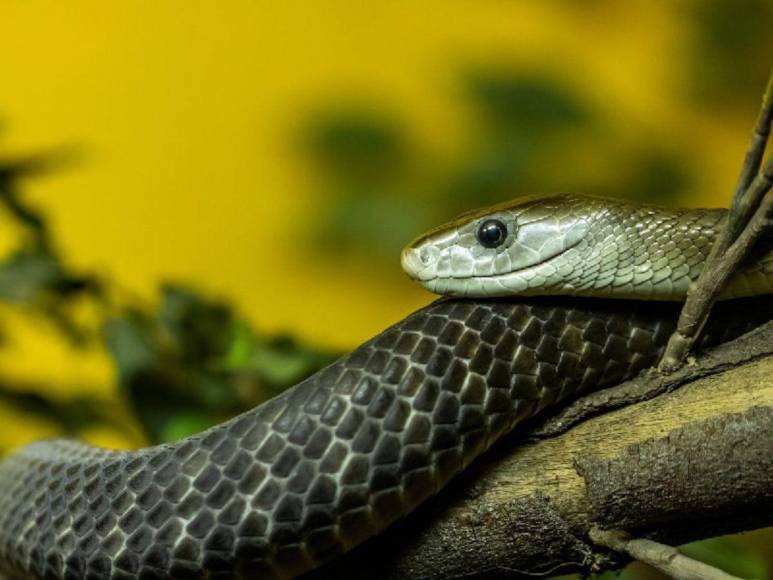 Mamba negra ingresó al aula, mordió a una alumna y la mató: trágico adiós a Melody