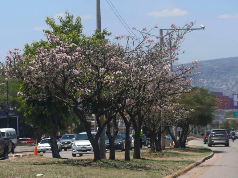 Macuelizo, napoleón y jacaranda florecen a plena luz del sol en la capital de Honduras