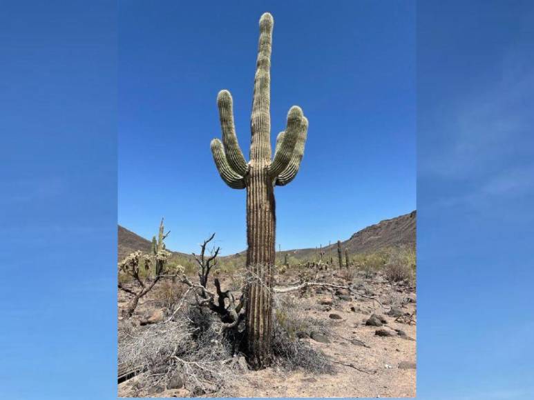 Un sol ardiente, sin agua y sin comida: Así es el desierto que pasan los migrantes en su travesía a EEUU