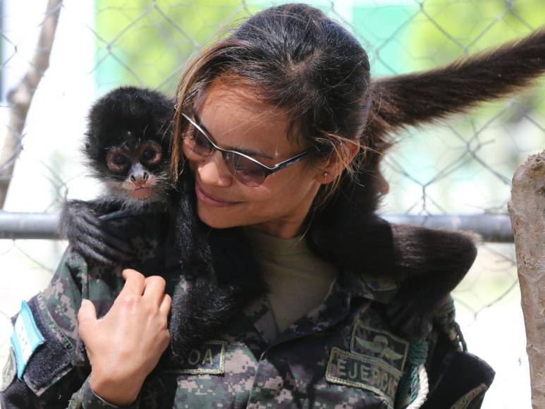 Estos son los felinos y aves que están en recuperación para ser liberados