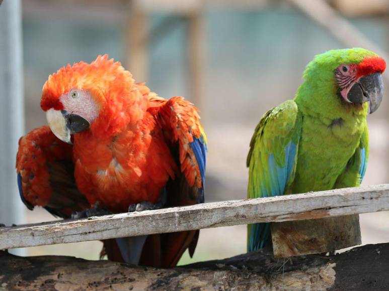 Estos son los felinos y aves que están en recuperación para ser liberados