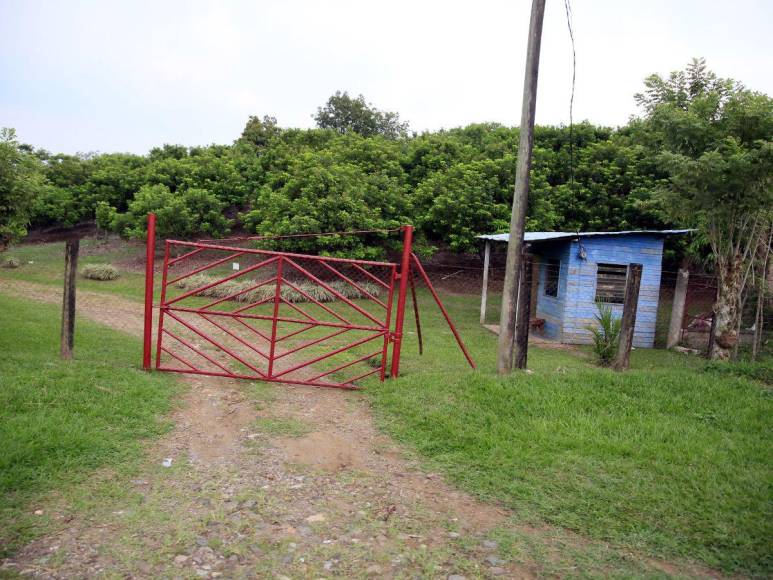 Las imágenes que muestran la deforestación e invasiones que amenazan al Lago de Yojoa