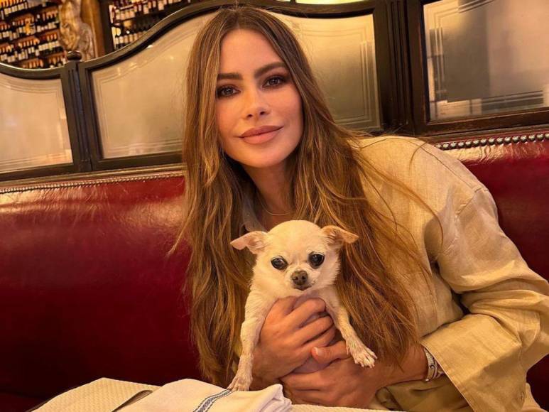 Bubbles, la perrita de Sofía Vergara y Joe Manganiello que complica su divorcio