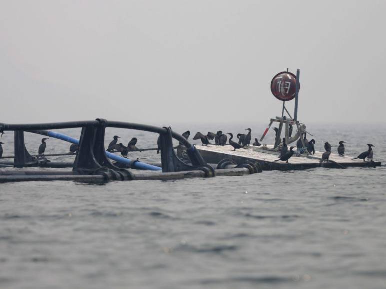 Así es la “isla de patos” que están devorando los peces y afectando a pescadores en la represa ‘El Cajón’