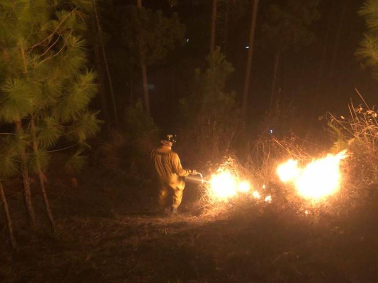 Pérdidas de hectáreas y muertes de especies: los daños provocados por incendio en La Tigra