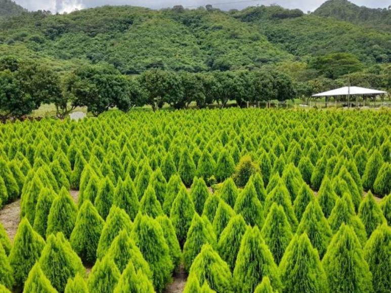 Laberinto de Cipreses, el nuevo atractivo turístico que es sensación en Comayagua