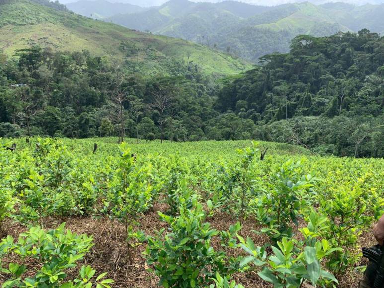 Así era la plantación de droga hallada en el Parque Nacional Patuca, considerada la más grande de Centroamérica