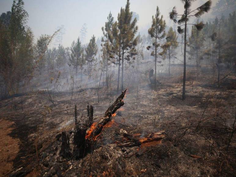 Bruma y árboles quemados se apoderan de La Tigra: así es el ambiente desde adentro