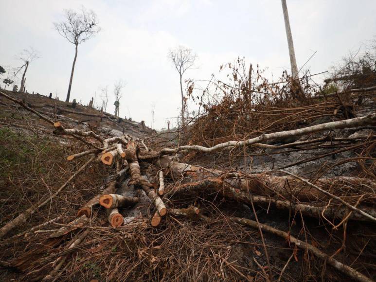 Destruida y deforestada: así se encuentra la zona núcleo de la Biósfera del Río Plátano