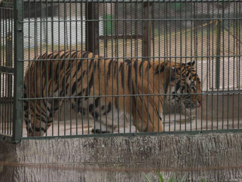 Así son los tigres y leones que serían sacrificados por falta de alimentos en Joya Grande