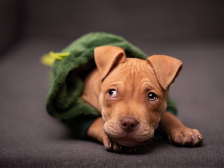 Los 15 datos que debes conocer sobre los pitbulls