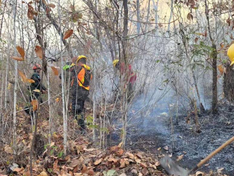 Pérdidas de hectáreas y muertes de especies: los daños provocados por incendio en La Tigra