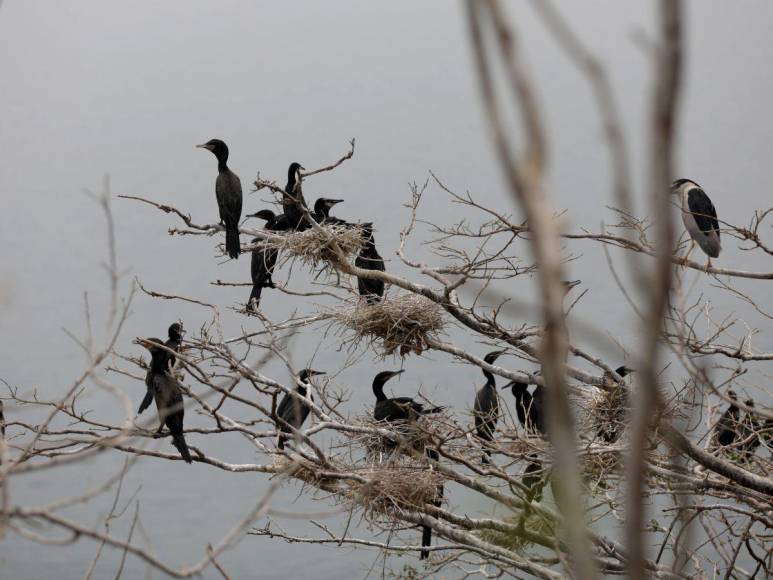 Así es la “isla de patos” que están devorando los peces y afectando a pescadores en la represa ‘El Cajón’