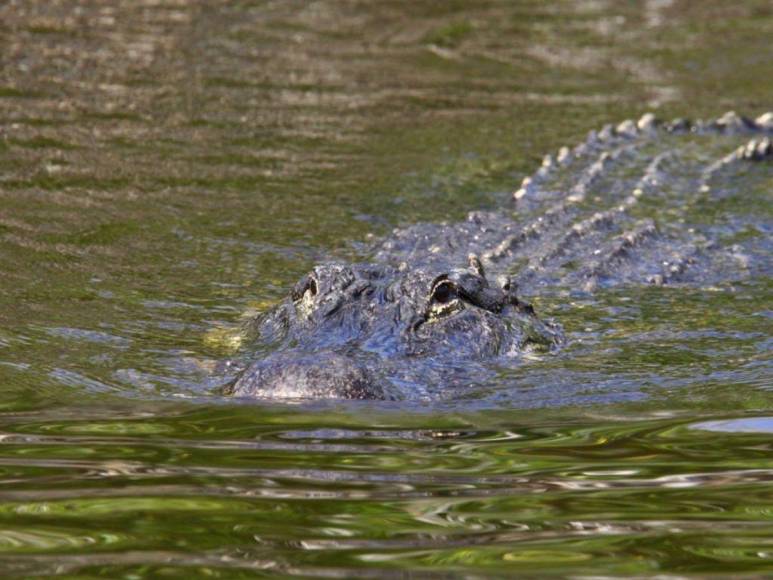 Niño de seis años muere devorado por cocodrilos en India; su madre lo arrojó