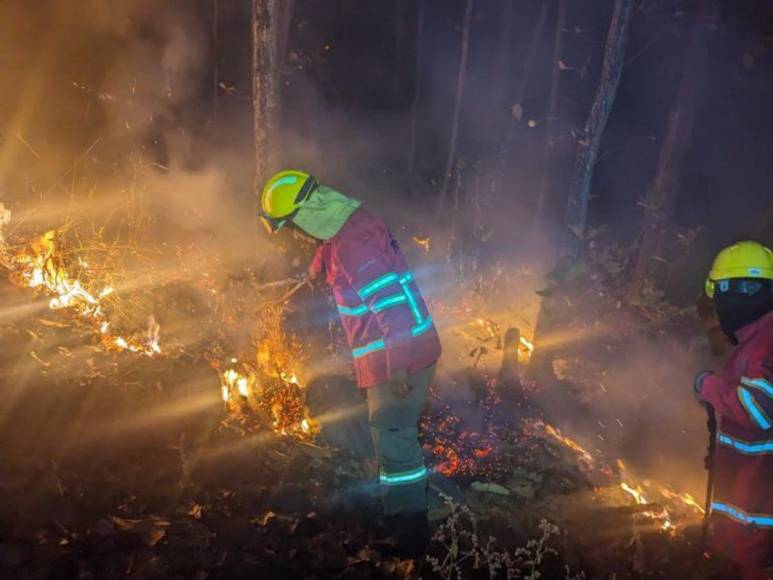 Pérdidas de hectáreas y muertes de especies: los daños provocados por incendio en La Tigra