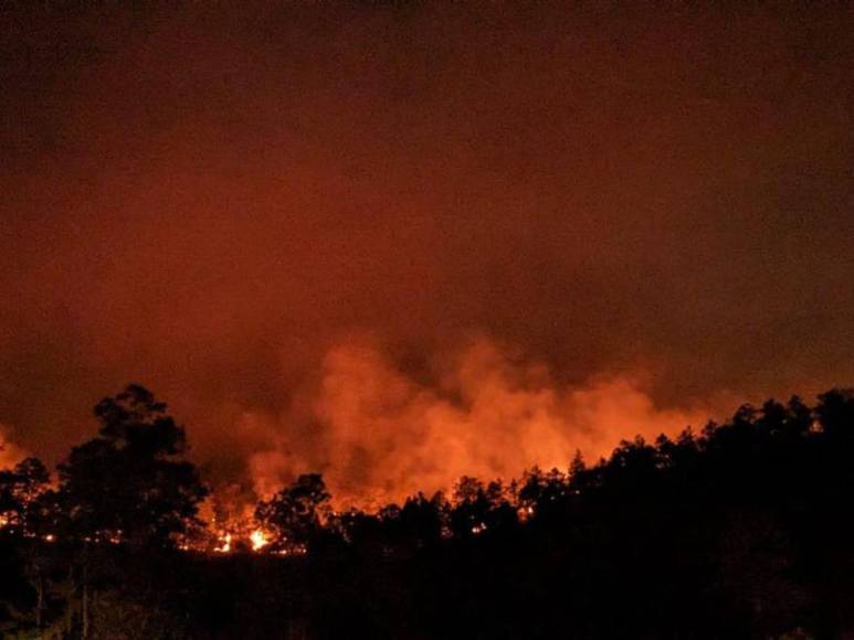 Pérdidas de hectáreas y muertes de especies: los daños provocados por incendio en La Tigra