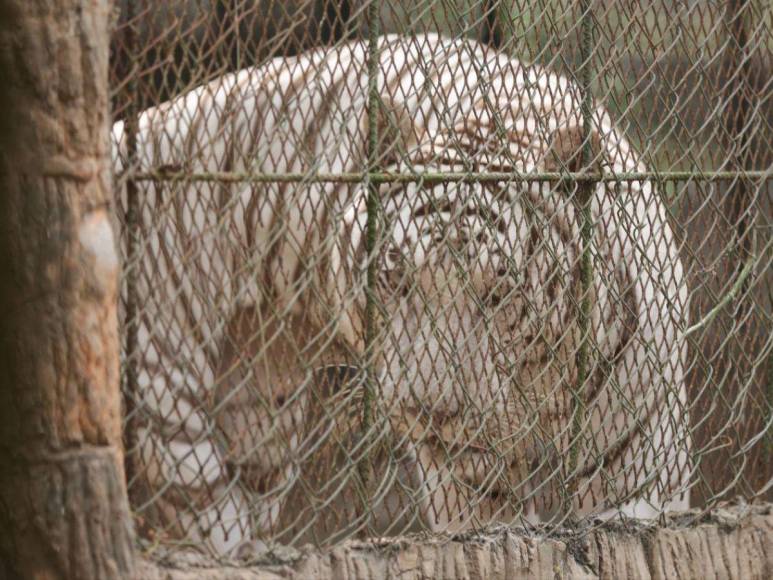 Así son los tigres y leones que serían sacrificados por falta de alimentos en Joya Grande