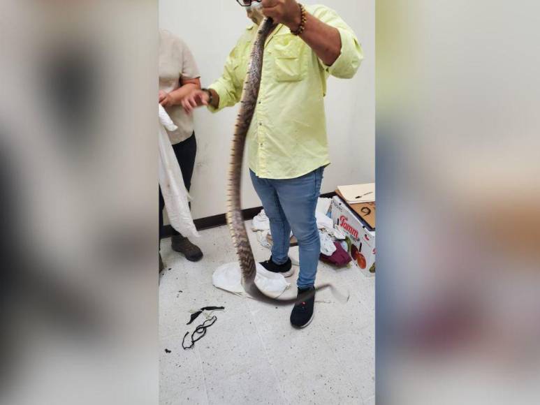 Tamagases, corales y lagartijas: los reptiles incautados a contrabandista en la frontera en Pavana, Choluteca