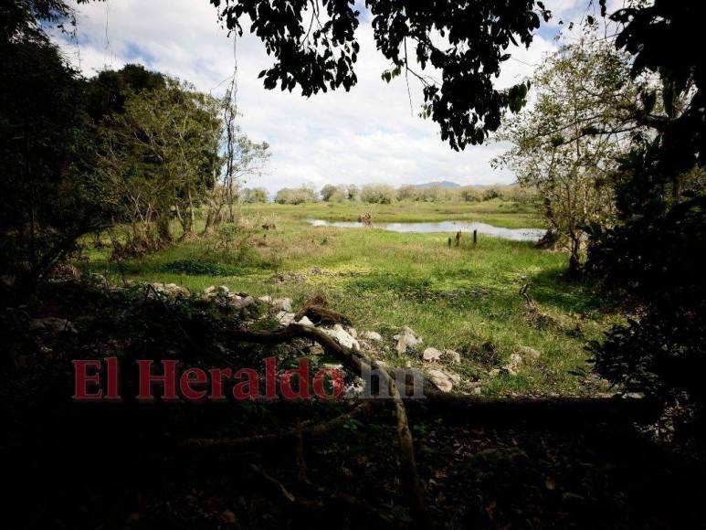 Heces, metales pesados y agroquímicos matan lentamente el Lago de Yojoa (FOTOS)