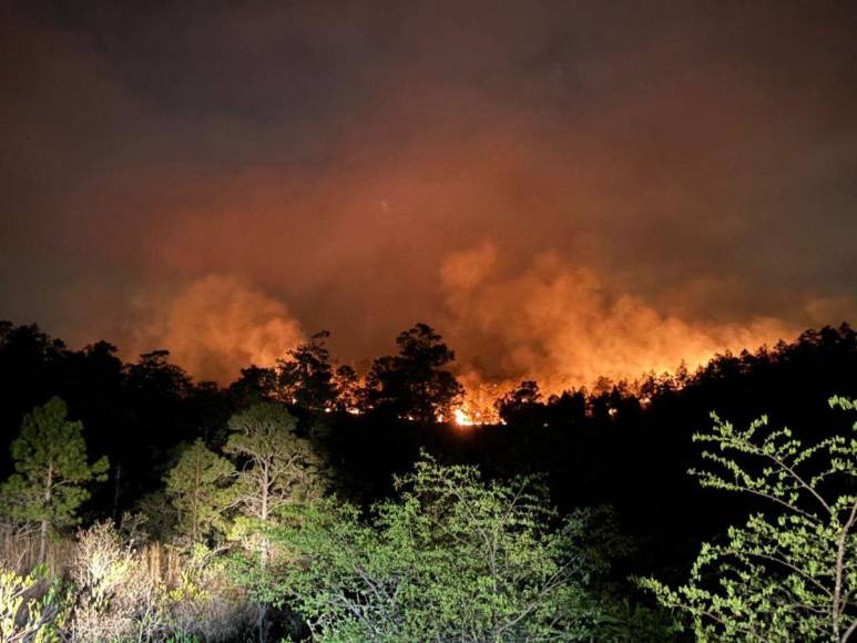 Pérdidas de hectáreas y muertes de especies: los daños provocados por incendio en La Tigra