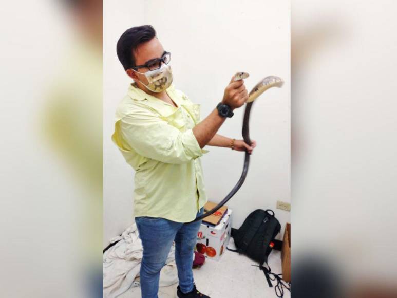 Tamagases, corales y lagartijas: los reptiles incautados a contrabandista en la frontera en Pavana, Choluteca