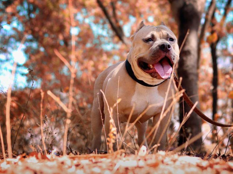 Los 15 datos que debes conocer sobre los pitbulls