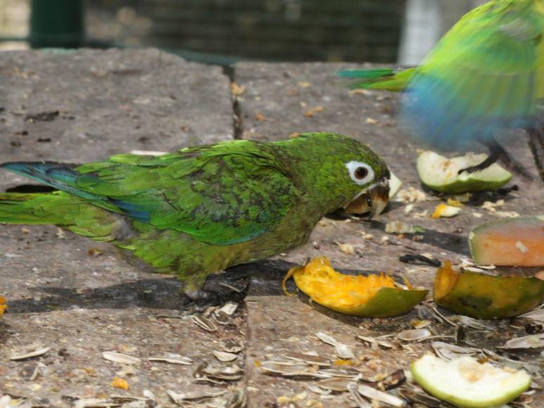 Estos son los felinos y aves que están en recuperación para ser liberados