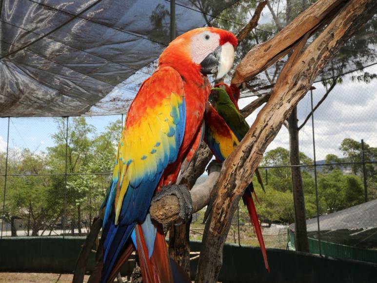 Estos son los felinos y aves que están en recuperación para ser liberados