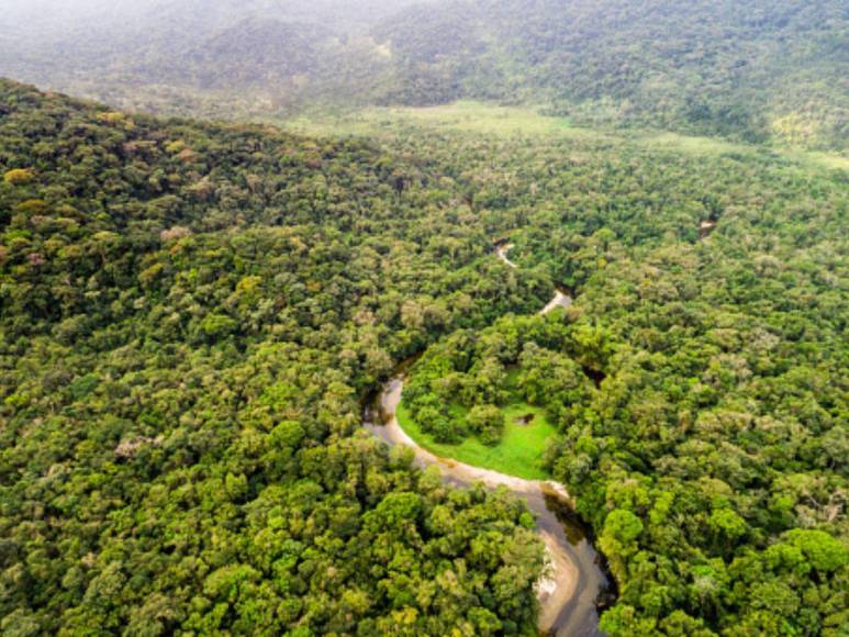 Comió gusanos y bebió su propia orina, así sobrevivió un boliviano durante un mes en la selva amazónica