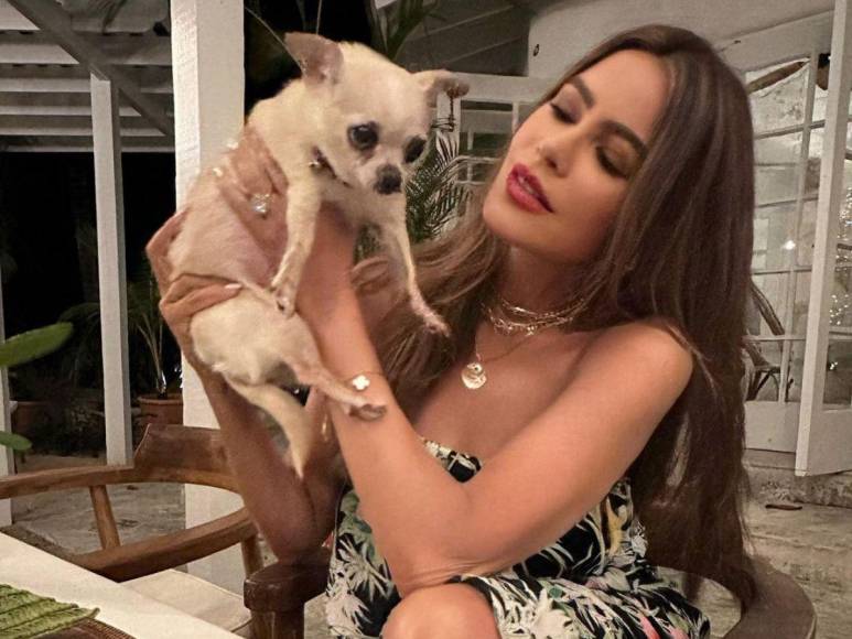 Bubbles, la perrita de Sofía Vergara y Joe Manganiello que complica su divorcio