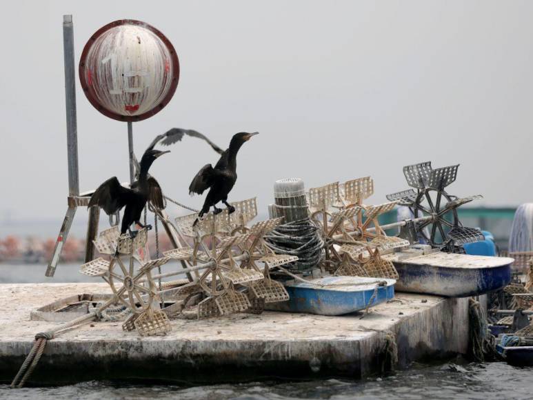 Así es la “isla de patos” que están devorando los peces y afectando a pescadores en la represa ‘El Cajón’