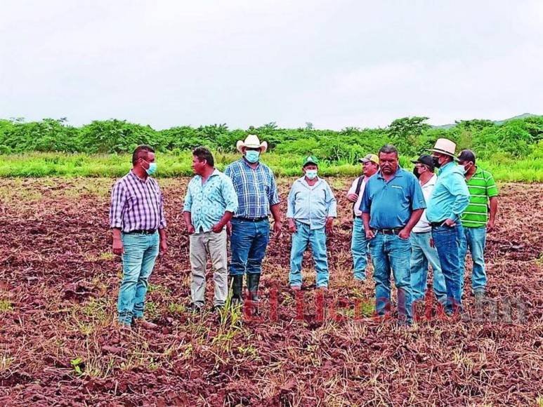 Iniciativas improductivas y políticas que no resuelven nada: La plaga que desalienta a los productores en Honduras