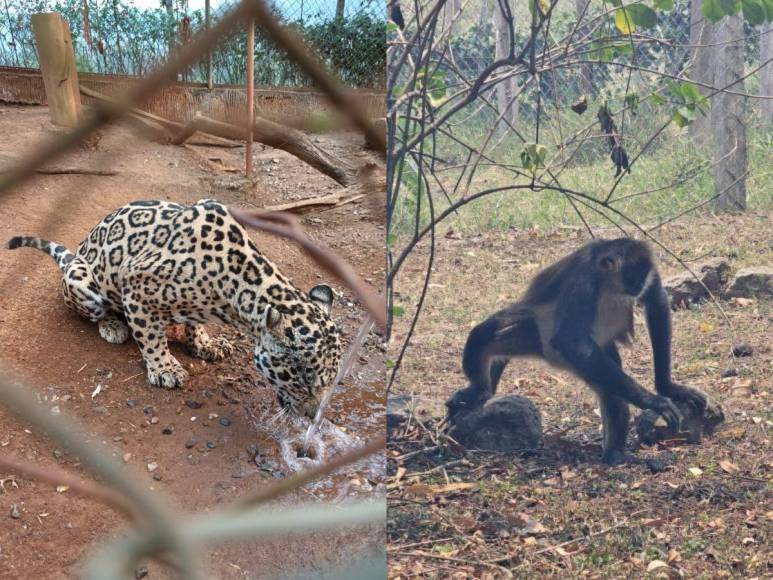 ¿En qué condiciones se encontraban los animales rescatados en Joya Grande?