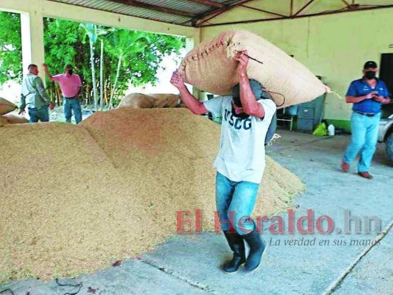 Iniciativas improductivas y políticas que no resuelven nada: La plaga que desalienta a los productores en Honduras