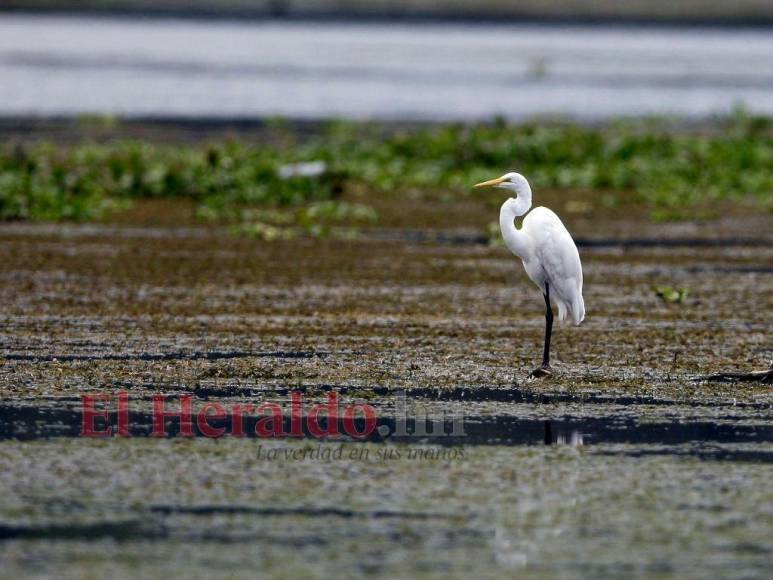 Heces, metales pesados y agroquímicos matan lentamente el Lago de Yojoa (FOTOS)