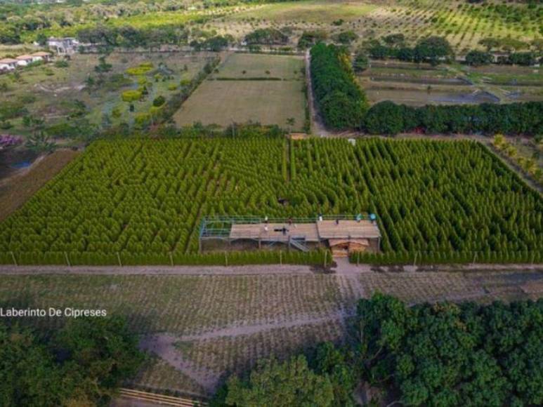 Laberinto de Cipreses, el nuevo atractivo turístico que es sensación en Comayagua