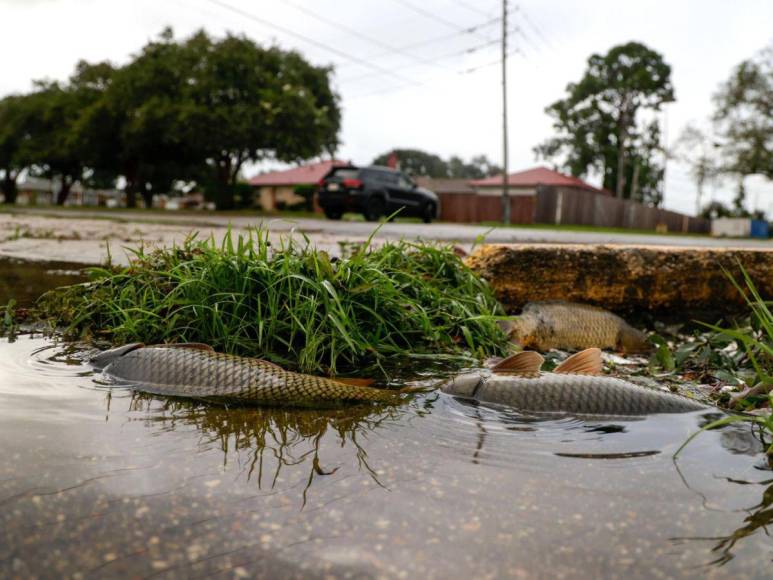 Fuertes inundaciones dejó Francine tras su paso por Luisiana, Estados Unidos