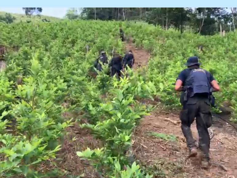 Así era la plantación de droga hallada en el Parque Nacional Patuca, considerada la más grande de Centroamérica