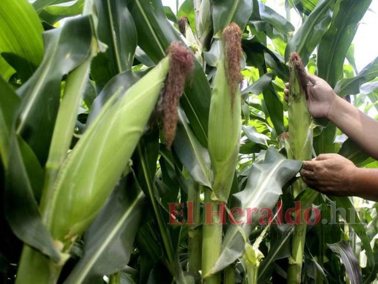 Iniciativas improductivas y políticas que no resuelven nada: La plaga que desalienta a los productores en Honduras